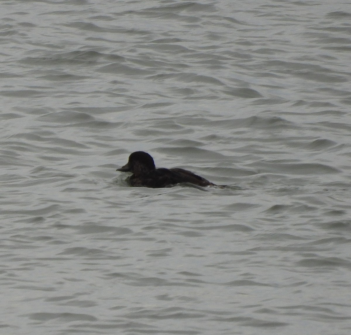 turpan žlutozobý - ML647320433