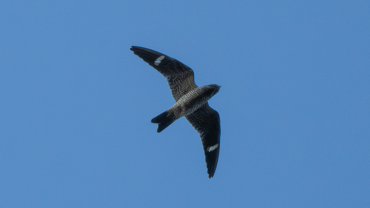 Common Nighthawk - ML647320436