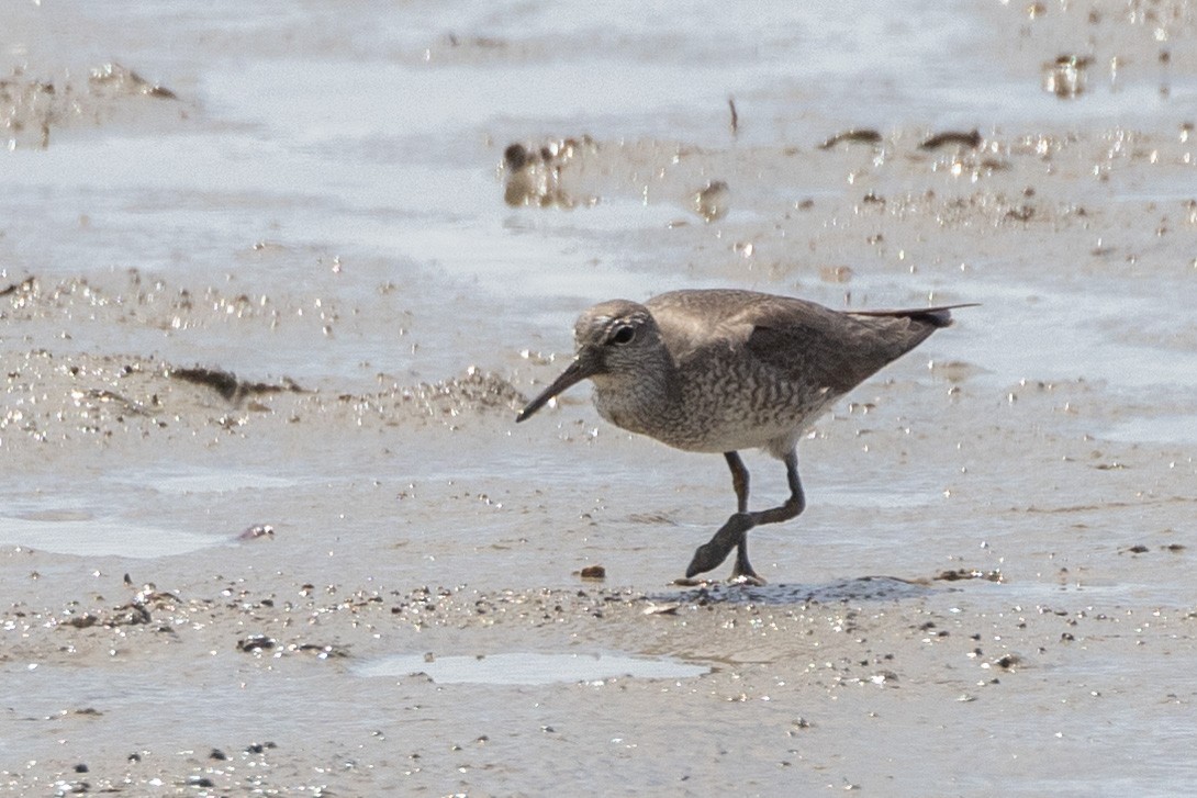 Playero Siberiano - ML647320439