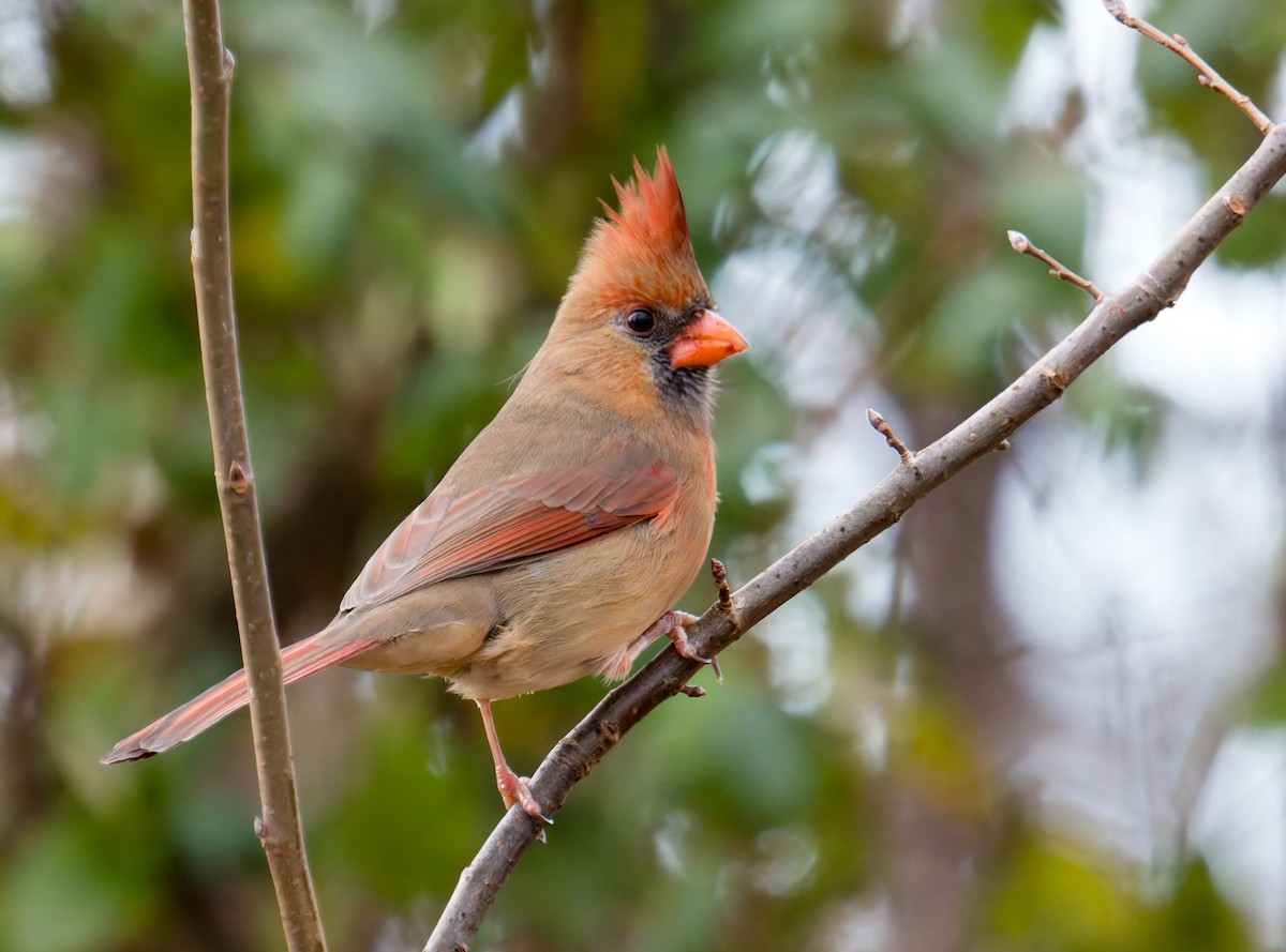 Northern Cardinal - ML647320441