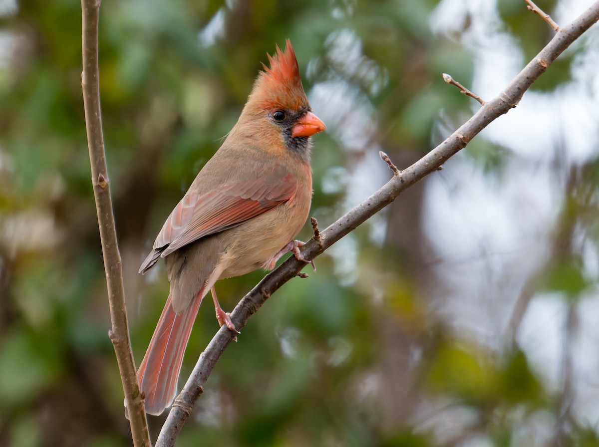 Northern Cardinal - ML647320442