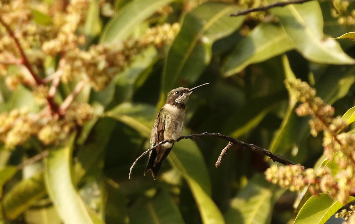 Ruby-throated Hummingbird - ML647320448