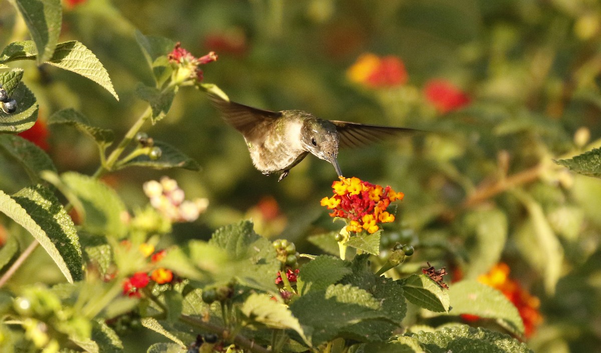 Ruby-throated Hummingbird - ML647320450