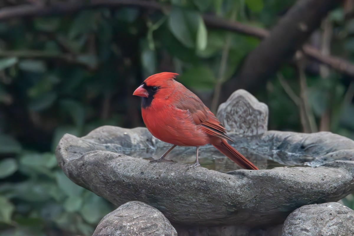 rødkardinal - ML647320453