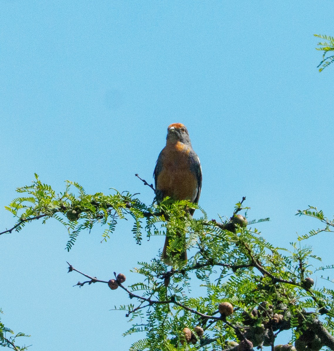 White-tipped Plantcutter - ML647320455