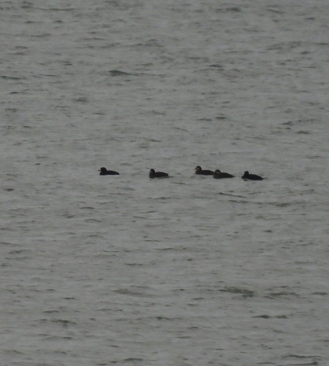 turpan žlutozobý - ML647320456