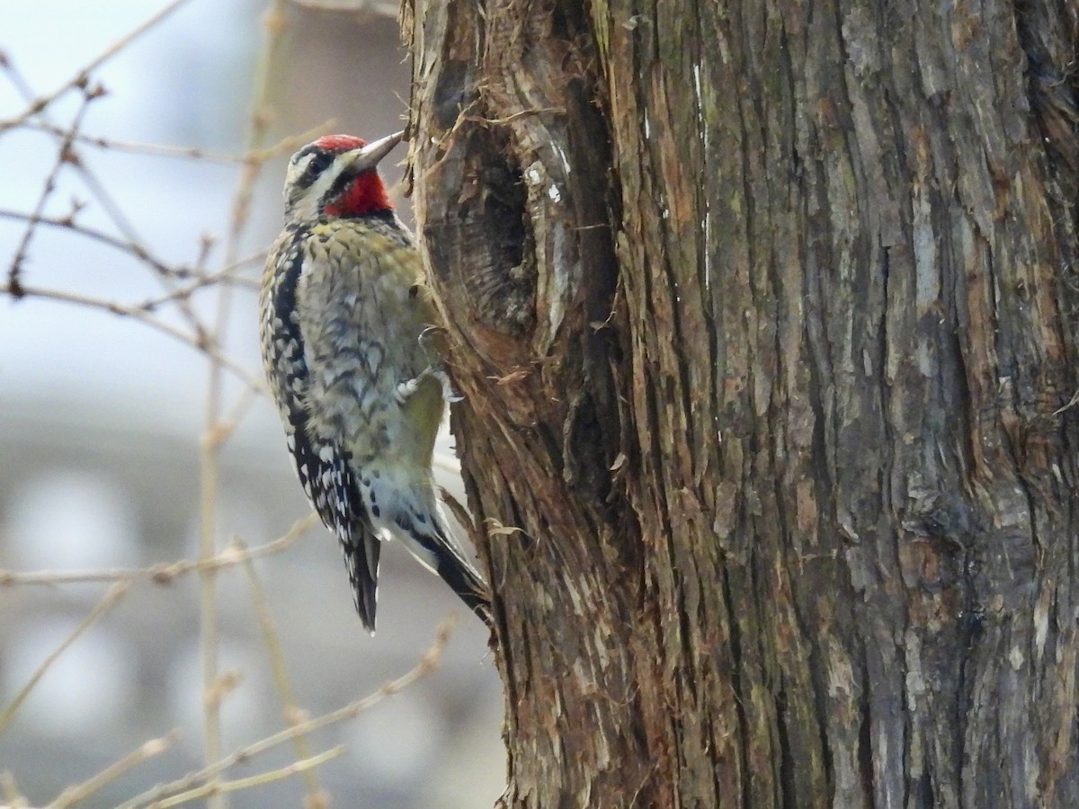 Yellow-bellied Sapsucker - ML647320458