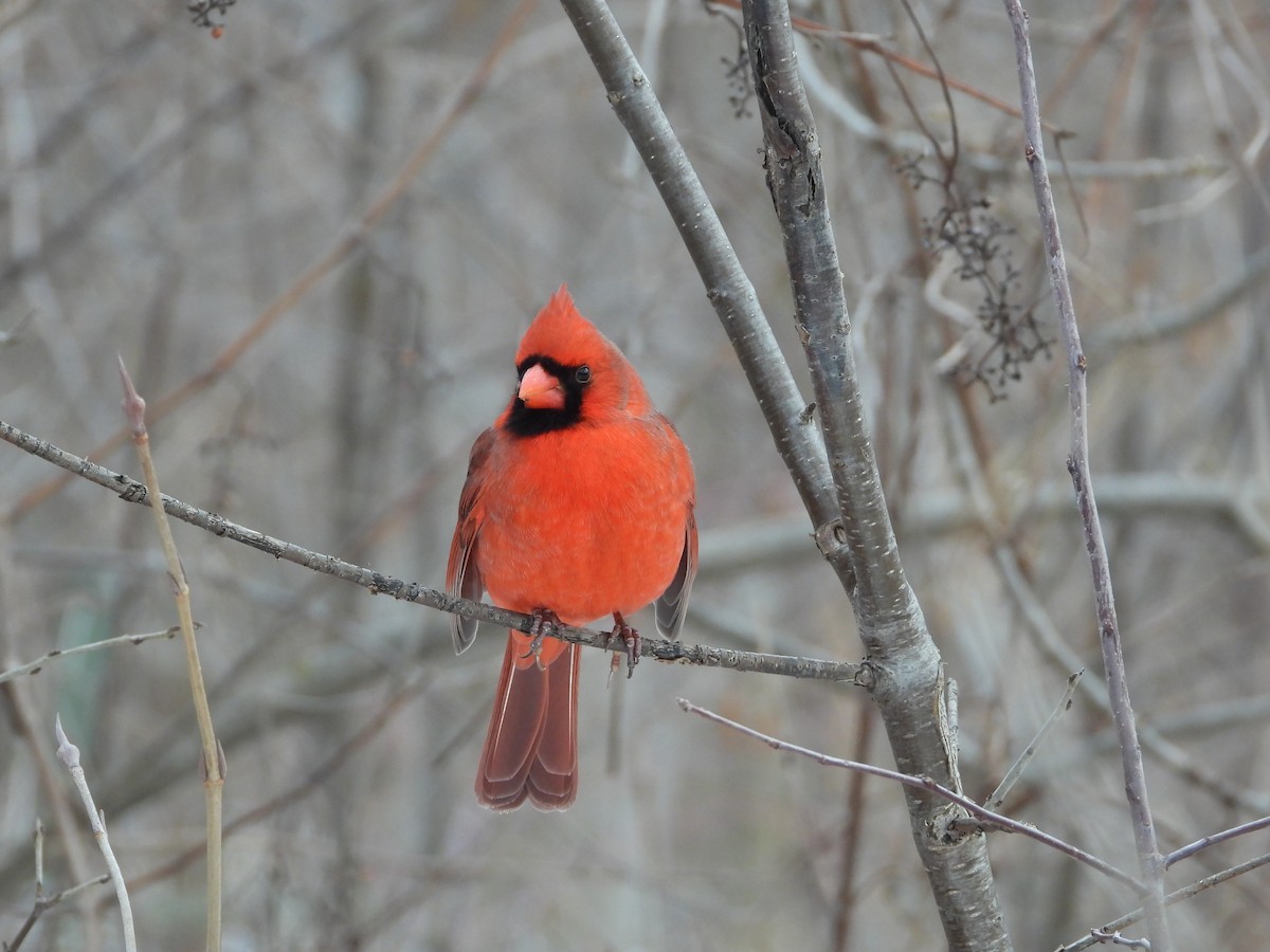 rødkardinal - ML647320463