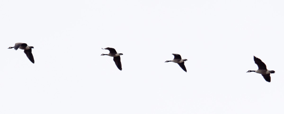 Gıdaklayan Kaz - ML647320474