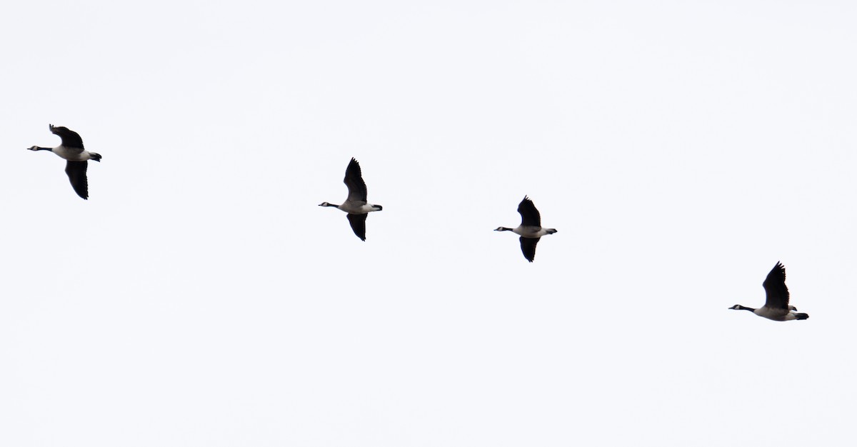 Gıdaklayan Kaz - ML647320475