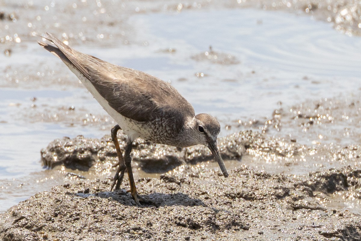 Playero Siberiano - ML647320488