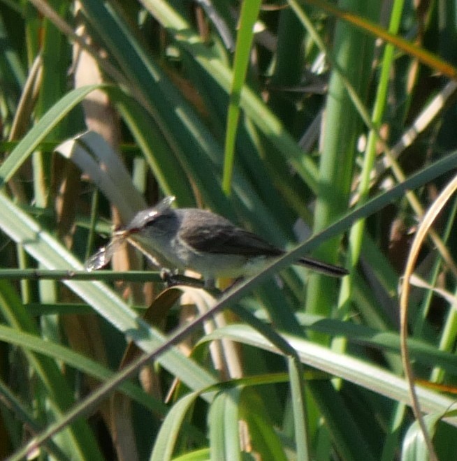 Creamy-bellied Thrush - ML647320505