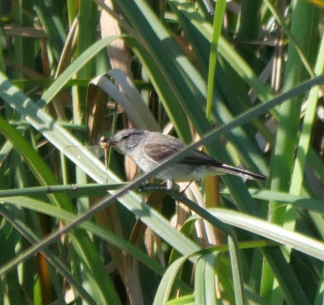 Creamy-bellied Thrush - ML647320506