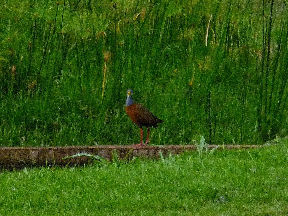 Gray-cowled Wood-Rail - ML647320508