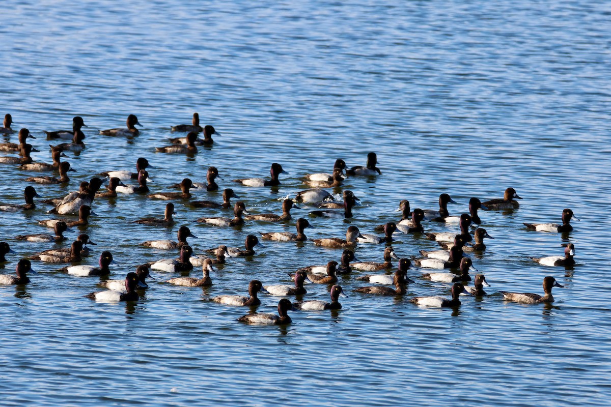 コスズガモ - ML647320513