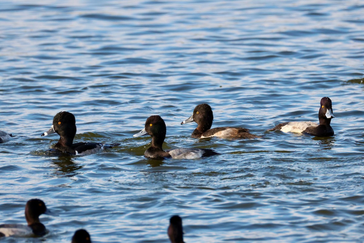 コスズガモ - ML647320514