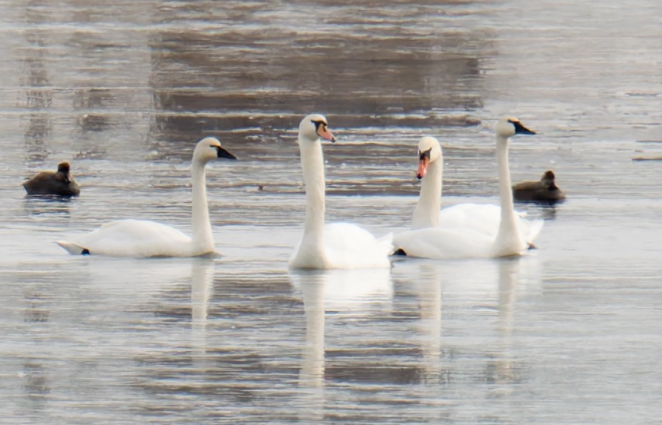 Tundra Swan - ML647320518