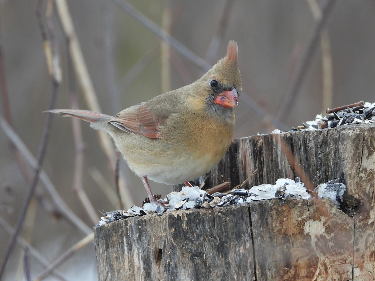 rødkardinal - ML647320521