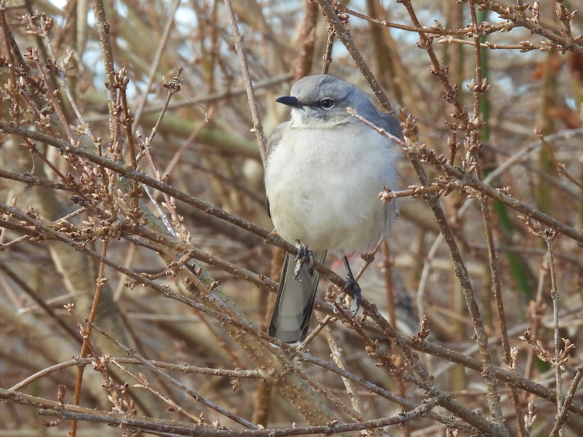 Northern Mockingbird - ML647320524