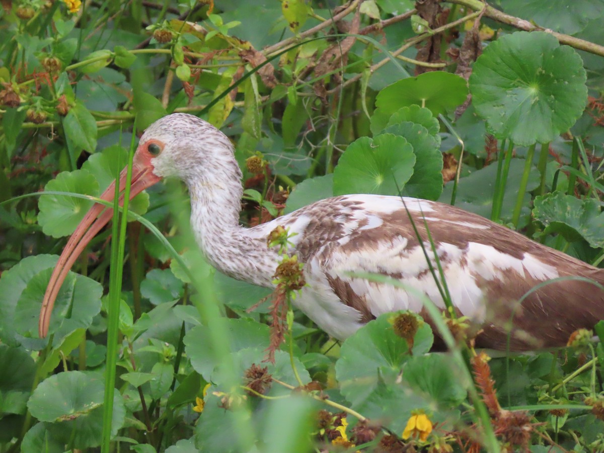 White Ibis - ML647320530