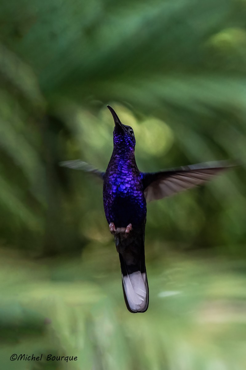 Violet Sabrewing - ML647320536