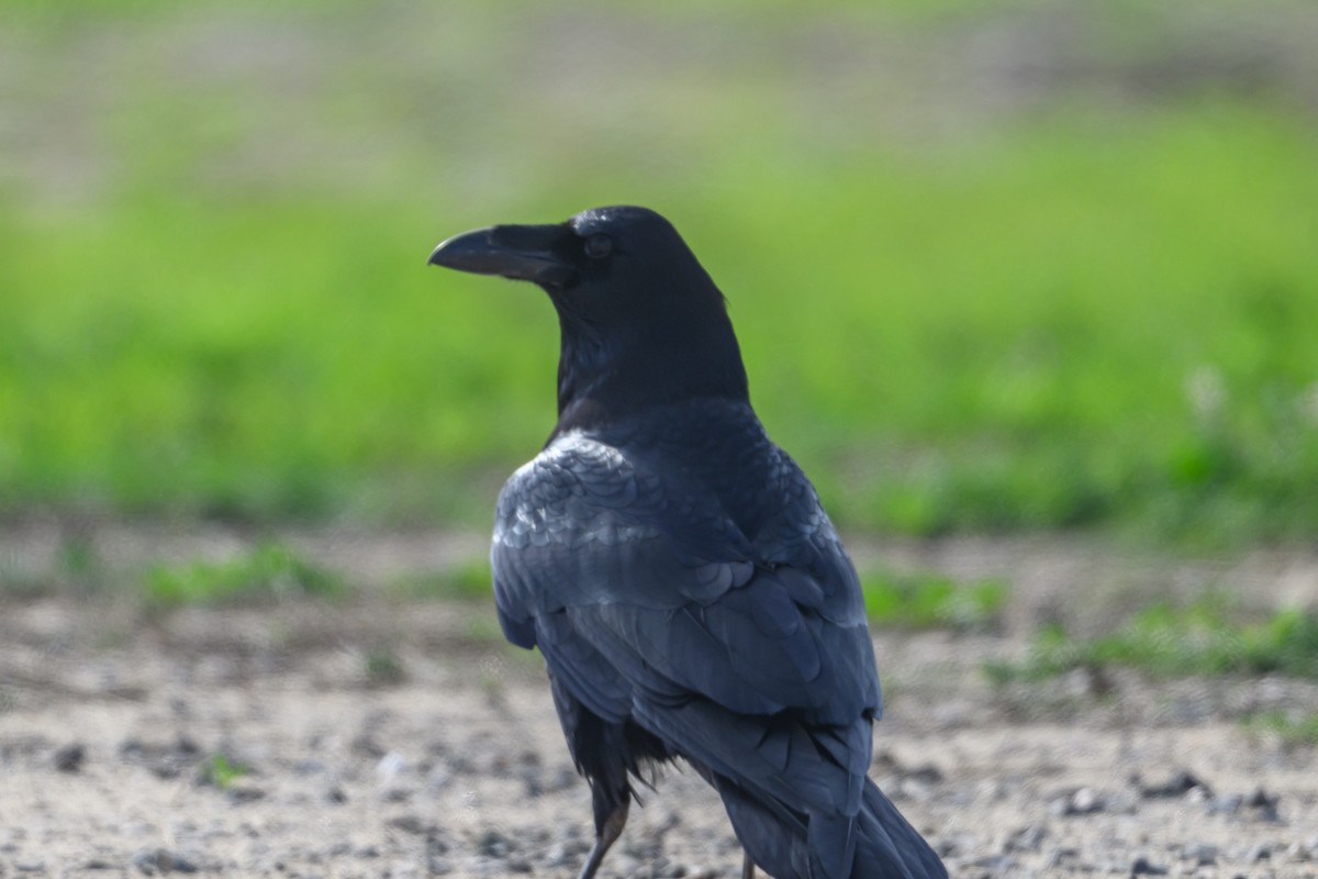 Common Raven - ML647320540