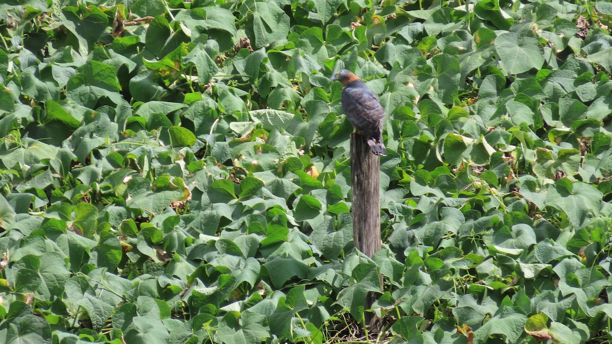 Hook-billed Kite - ML647320545