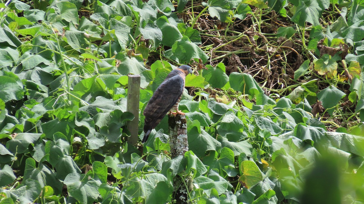 Hook-billed Kite - ML647320546