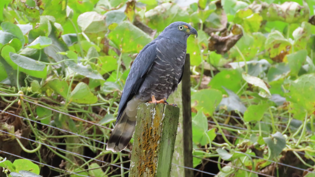 Hook-billed Kite - ML647320547