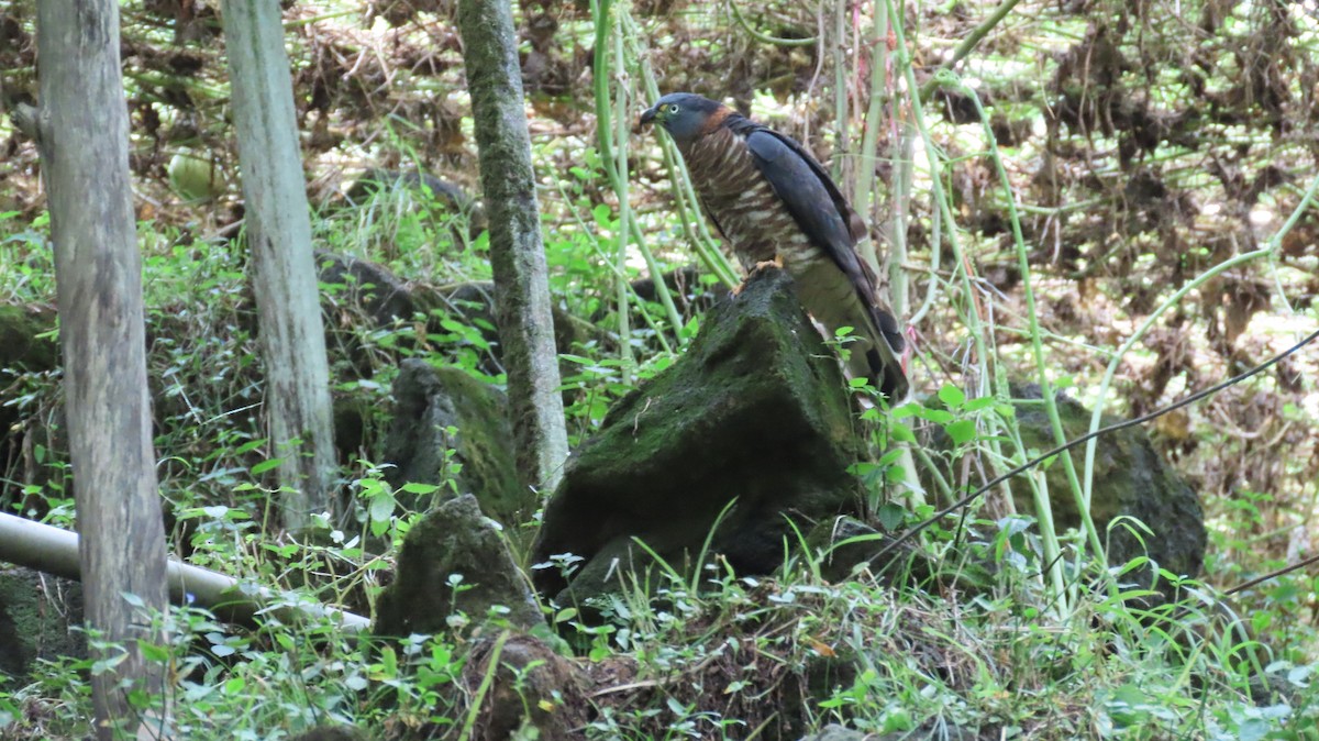 Hook-billed Kite - ML647320548