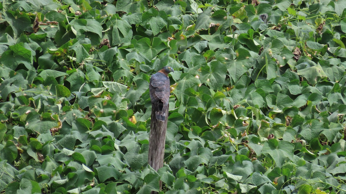 Hook-billed Kite - ML647320549