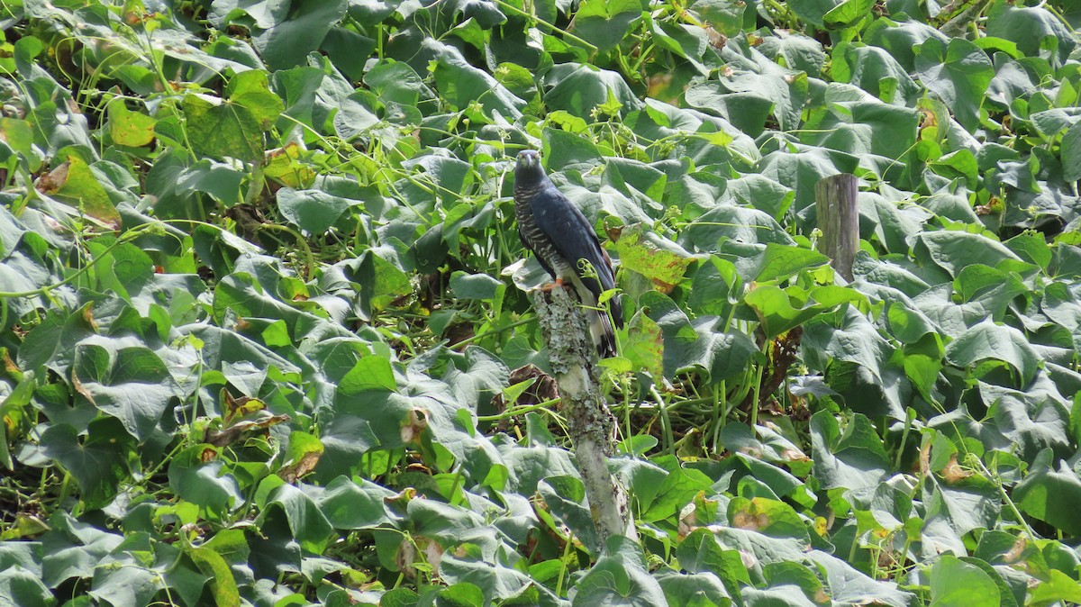 Hook-billed Kite - ML647320550