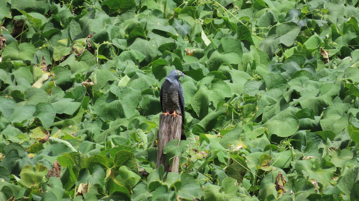 Hook-billed Kite - ML647320553