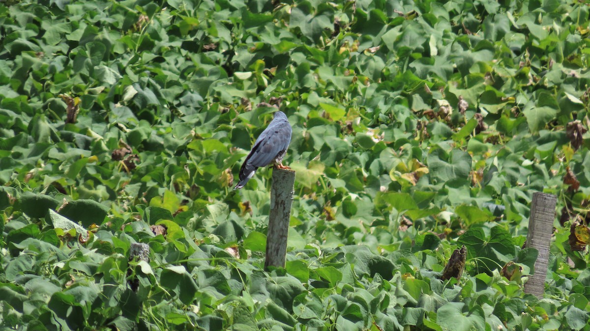 Hook-billed Kite - ML647320554