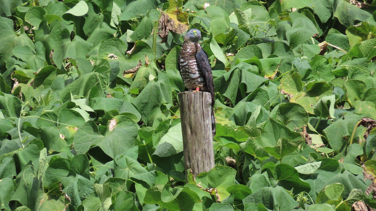 Hook-billed Kite - ML647320555