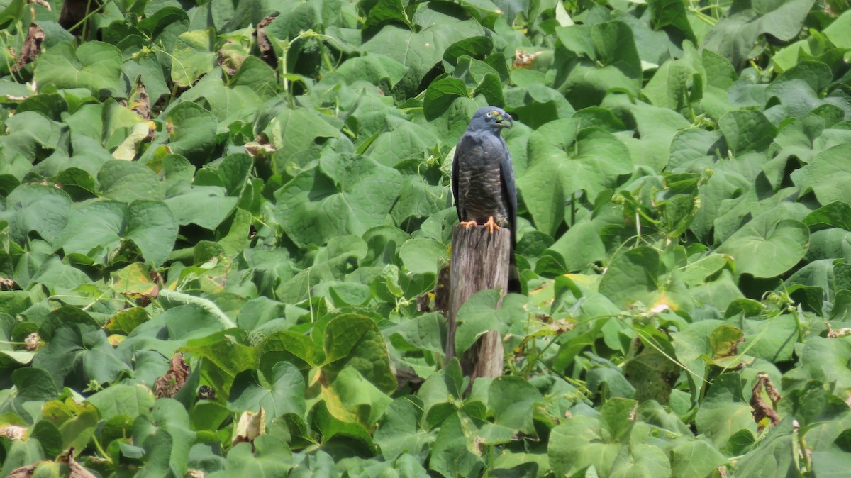 Hook-billed Kite - ML647320556