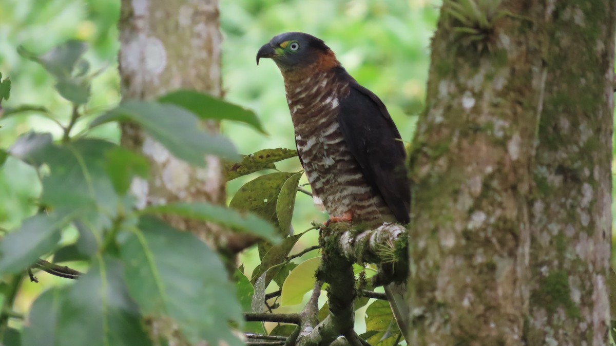 Hook-billed Kite - ML647320557
