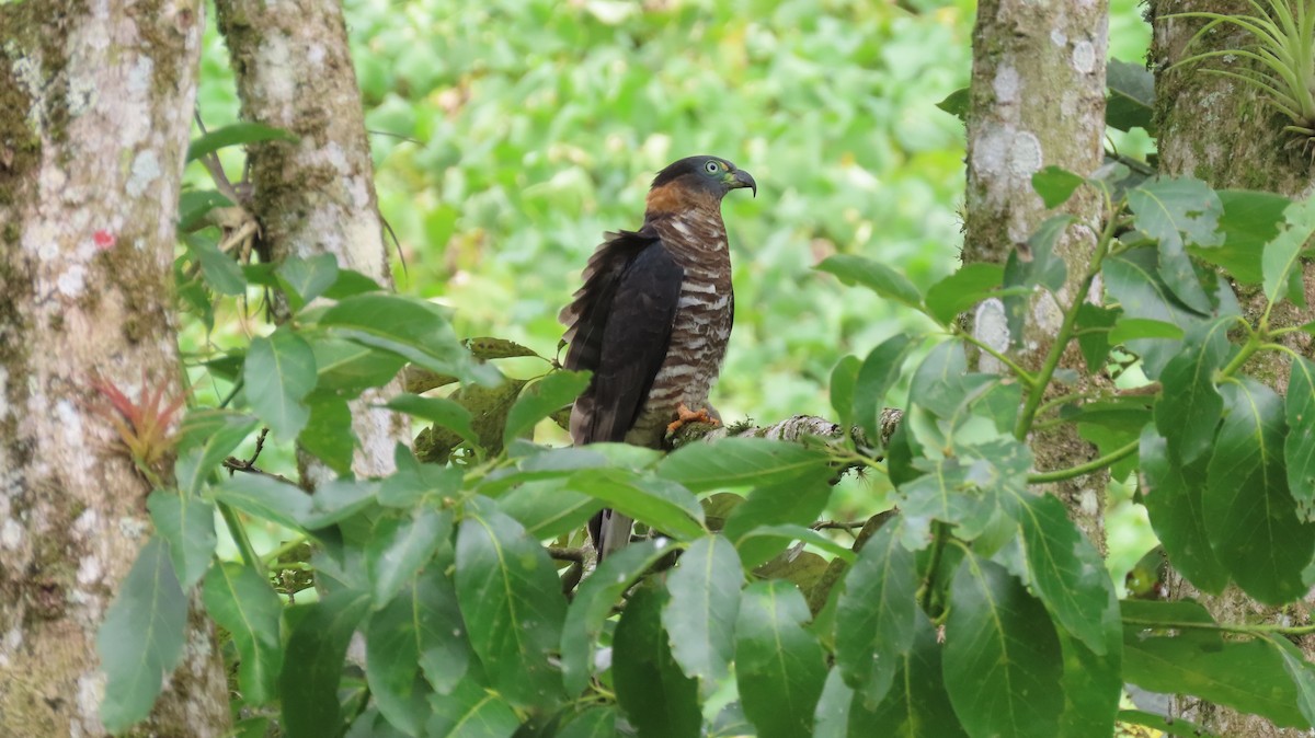 Hook-billed Kite - ML647320560