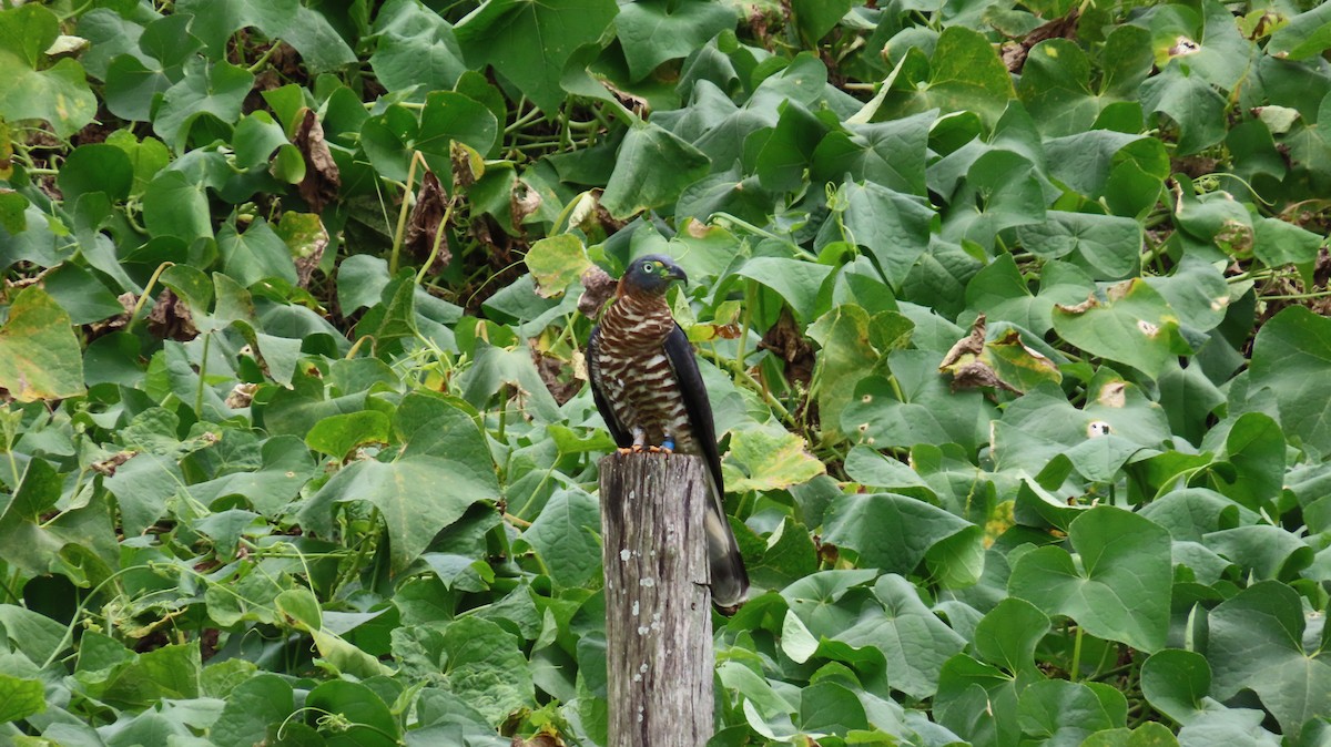 Hook-billed Kite - ML647320561