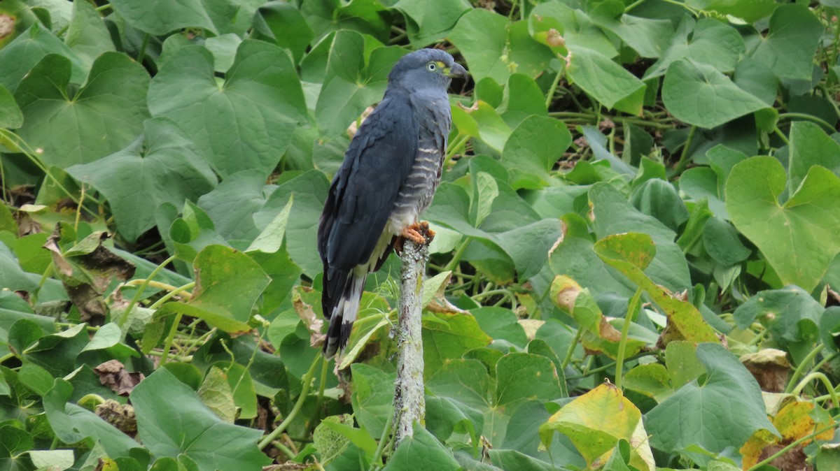 Hook-billed Kite - ML647320562