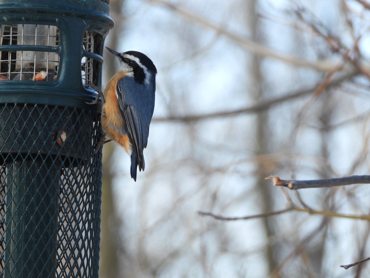 Trepador Canadiense - ML647320563