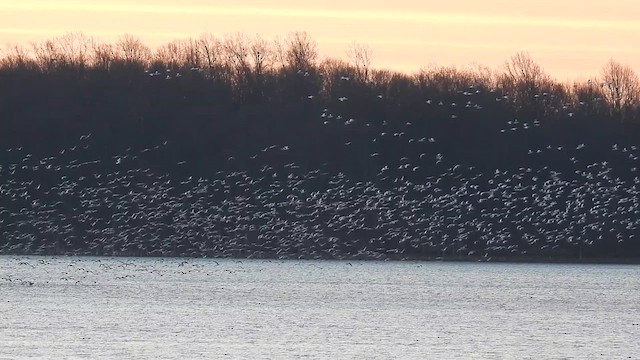 Гуска біла - ML647320571