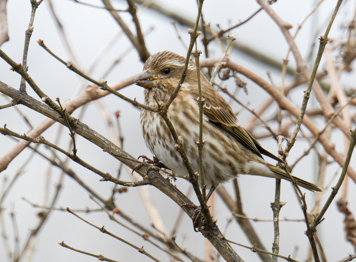 Purple Finch - ML647320572