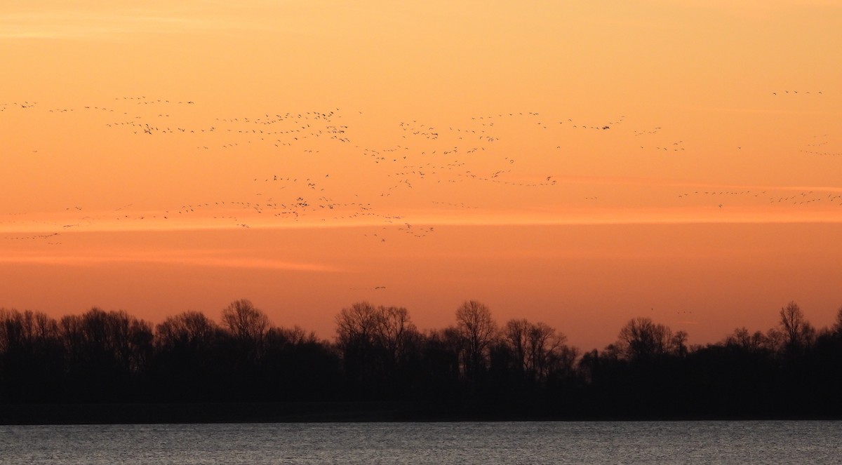 Гуска біла - ML647320580