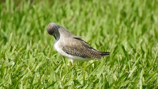 vodouš žlutonohý - ML647320582