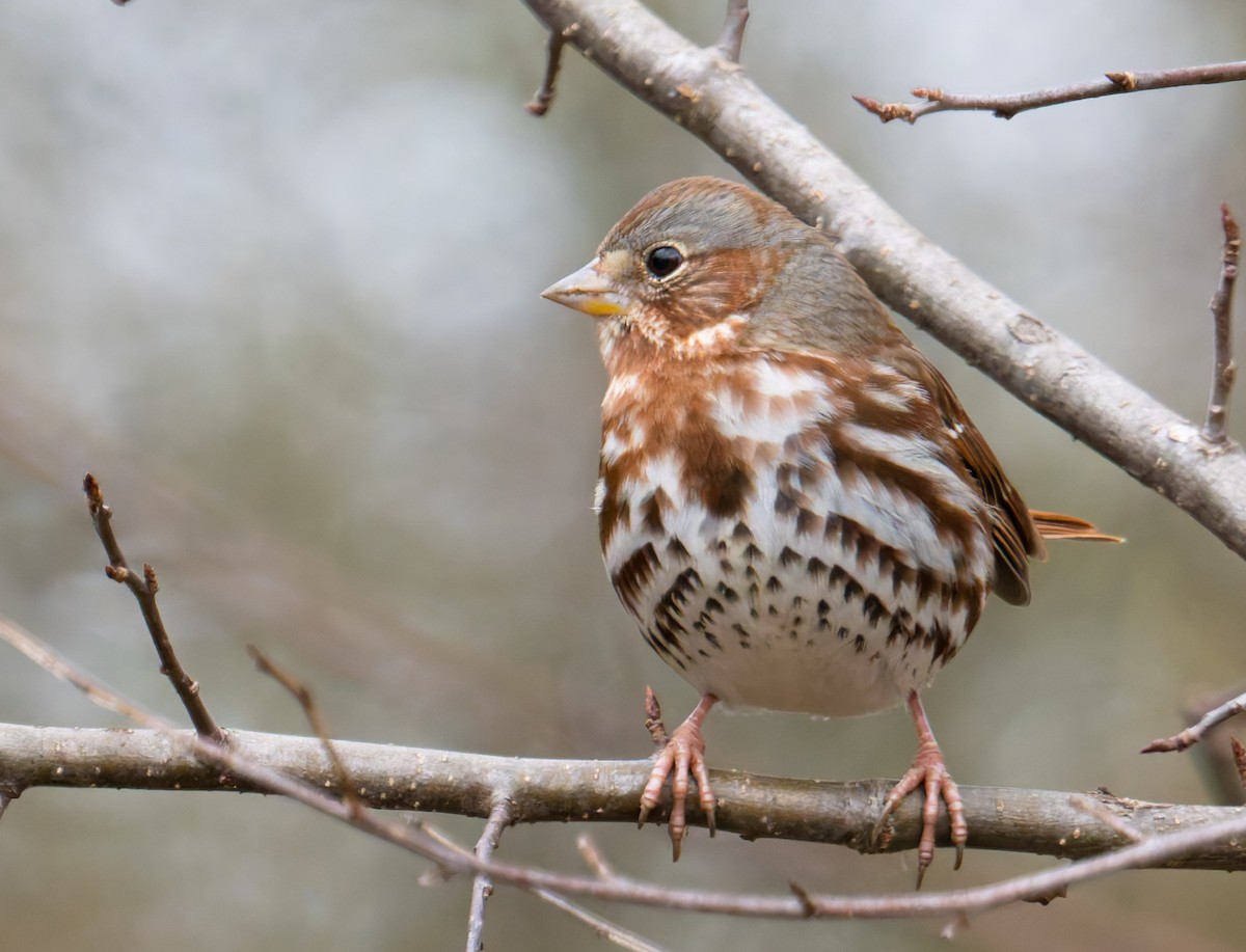 Fox Sparrow - ML647320587