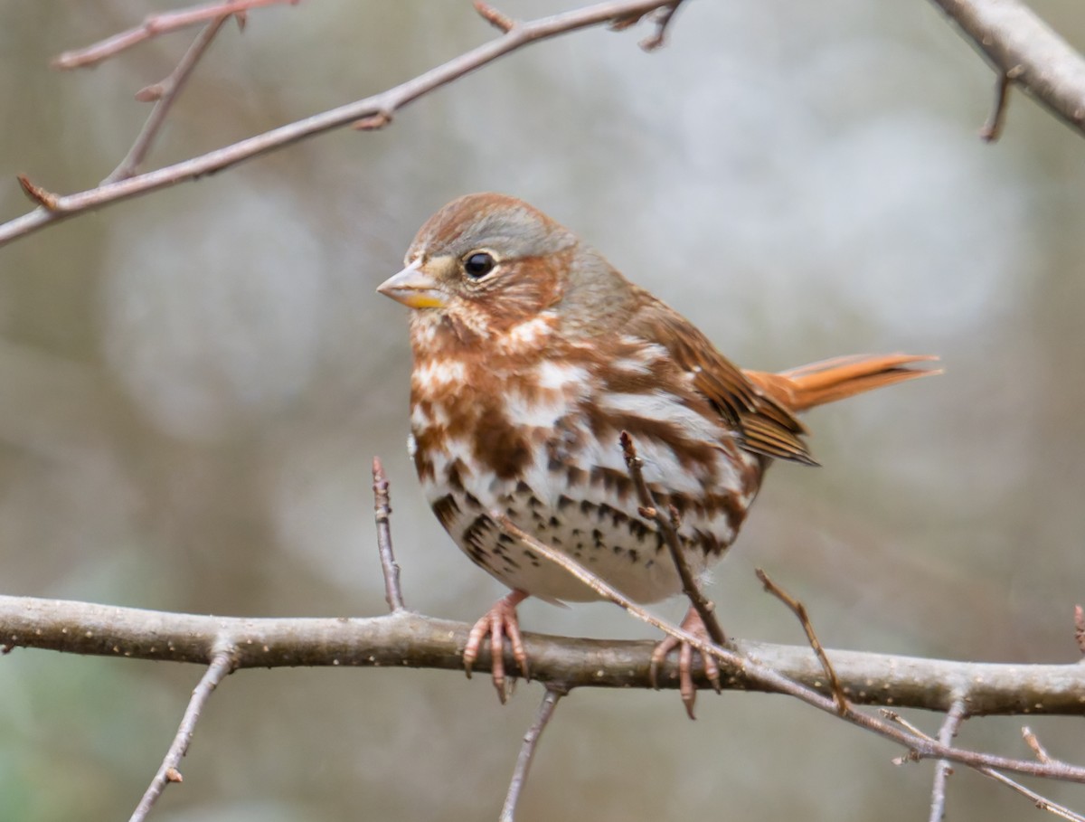 Fox Sparrow - ML647320588