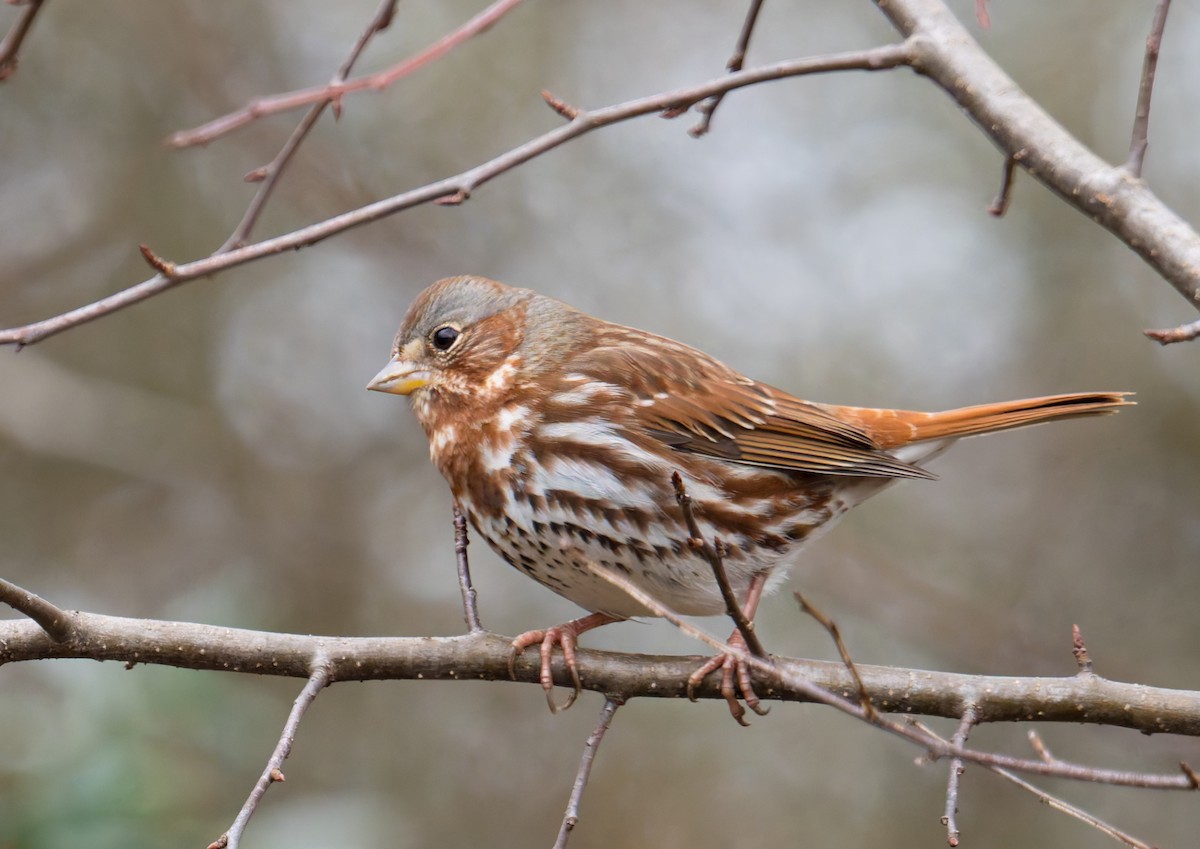 Fox Sparrow - ML647320589