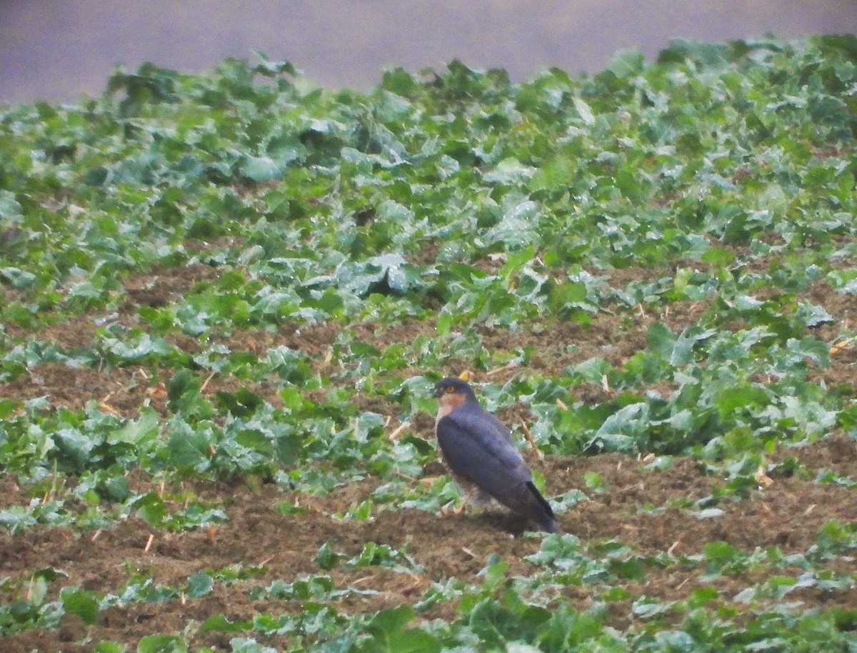 Eurasian Sparrowhawk - ML647320590