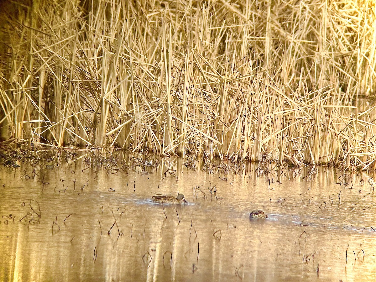 ミカヅキシマアジ - ML647320599